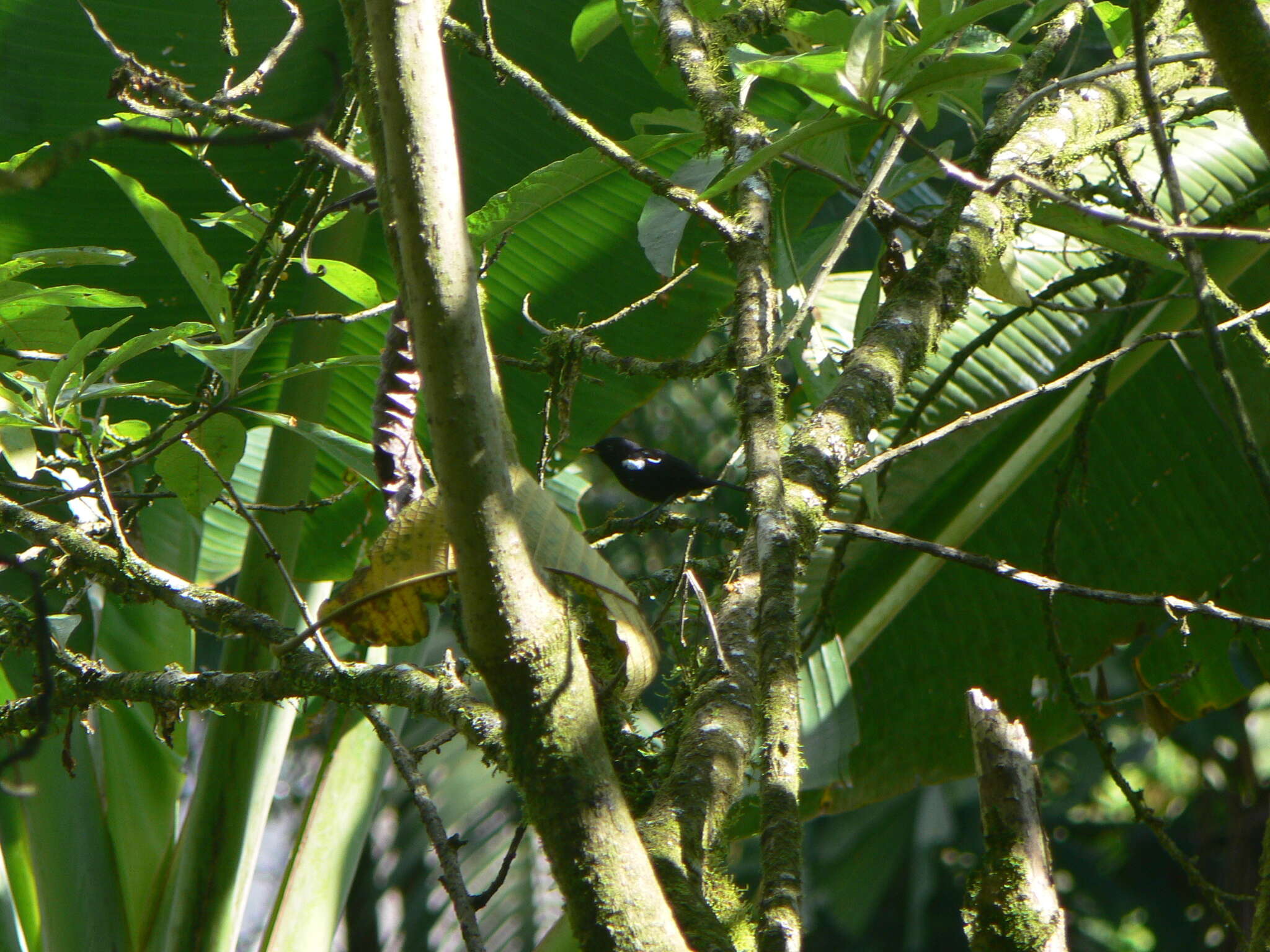 Image of White-shouldered Tanager