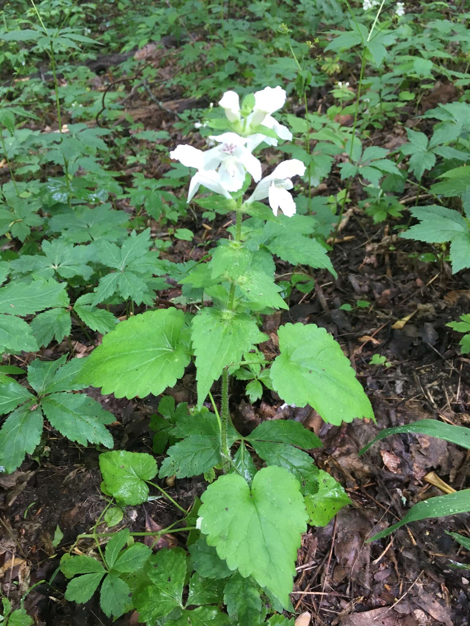 Image of Guyandotte-Beauty