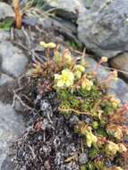 Image of Funston's Saxifrage