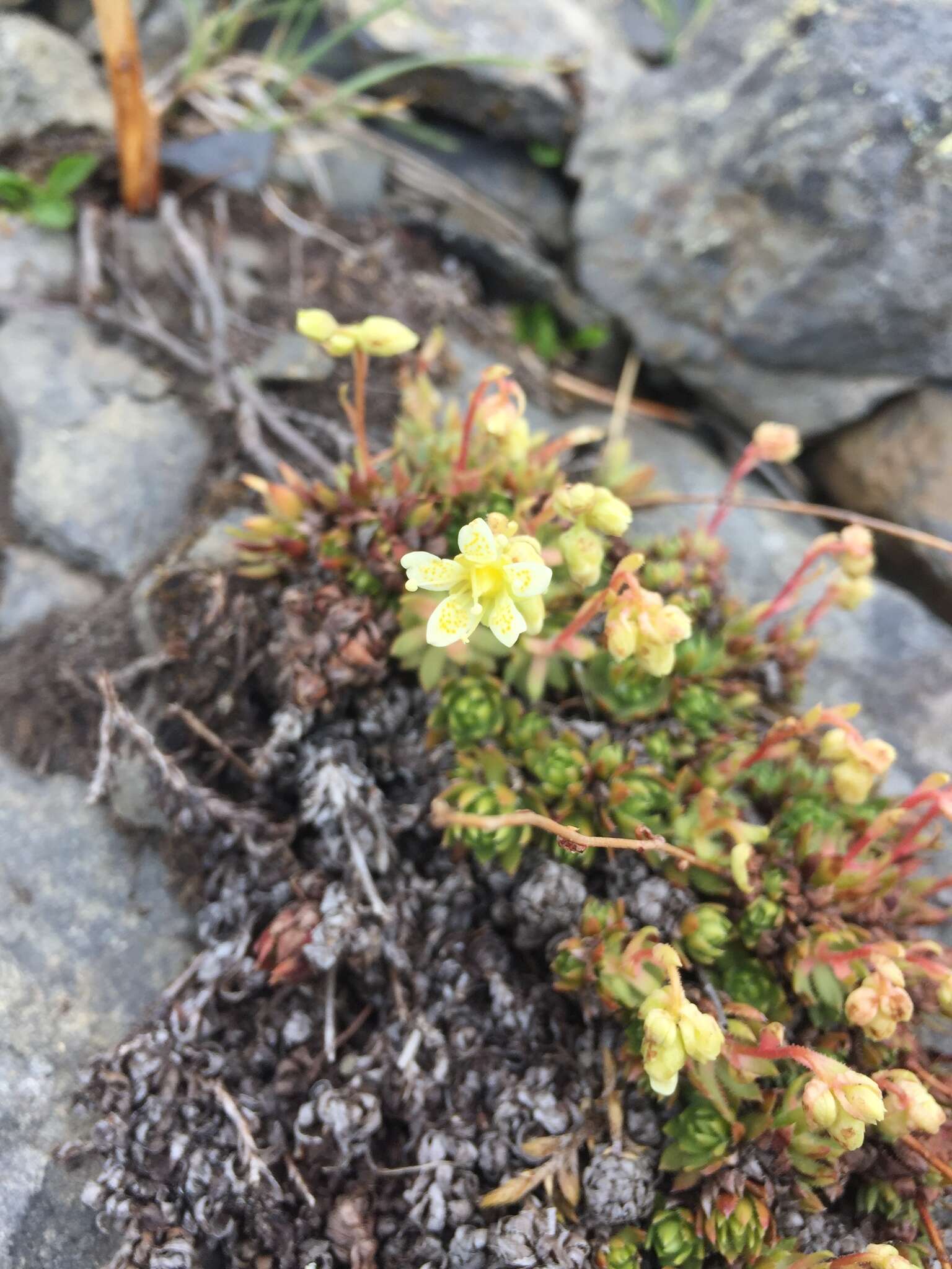 Image of Funston's Saxifrage