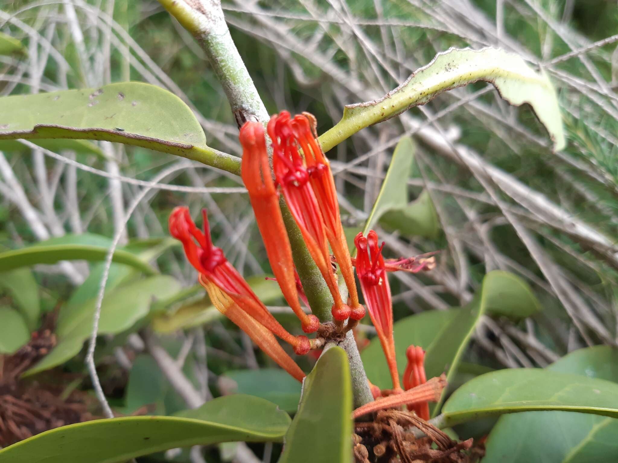 Image of Phragmanthera usuiensis (Oliver) M. G. Gilbert