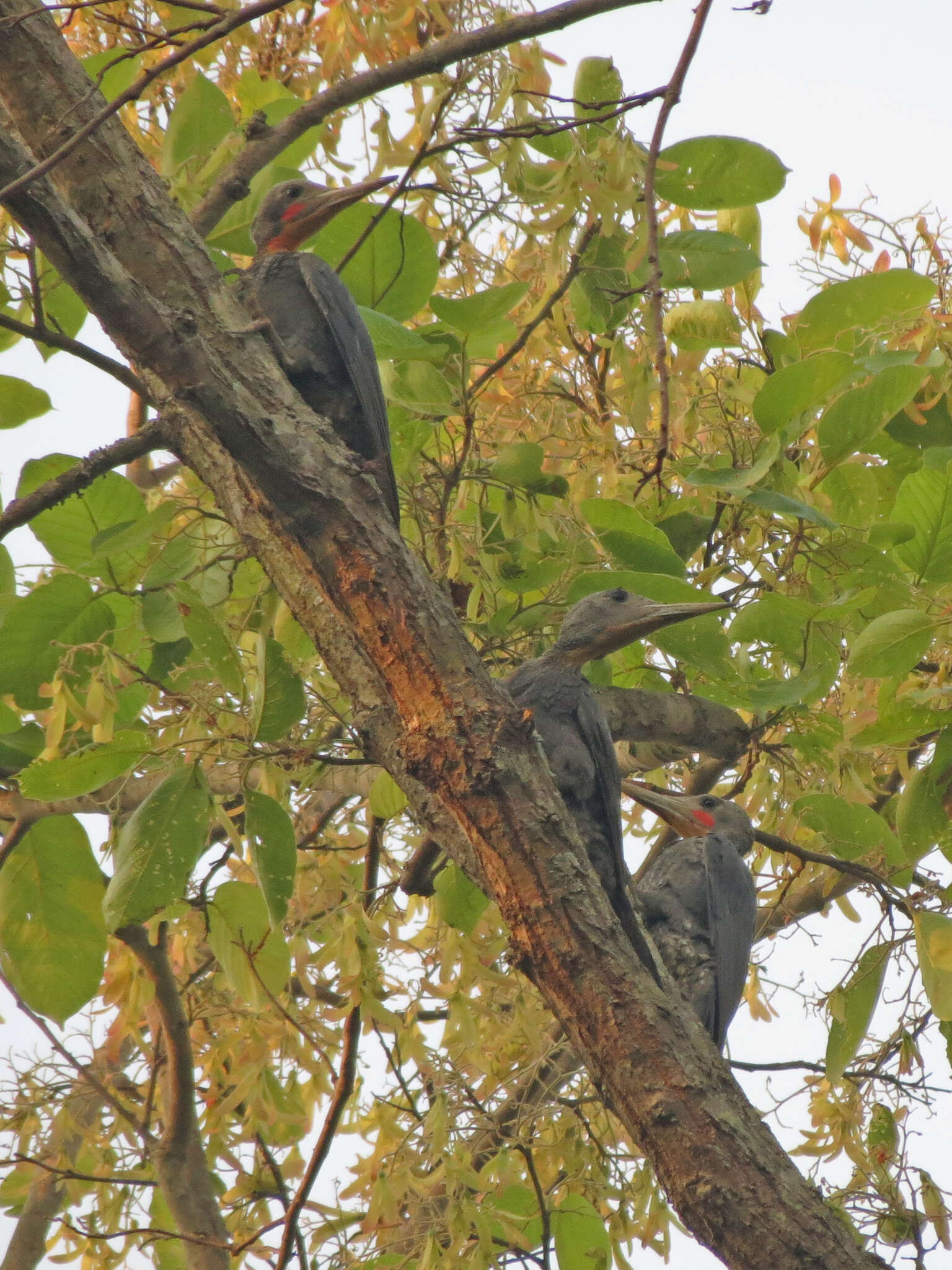 Mulleripicus Bonaparte 1854 resmi