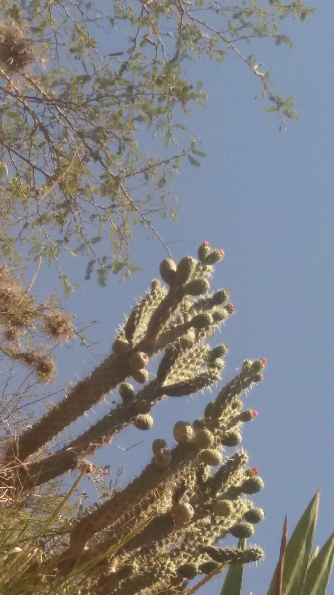 Image of cane cactus