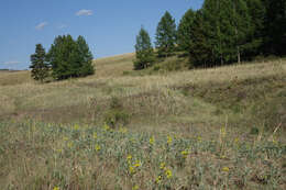 Image of Thermopsis mongolica Czefr.