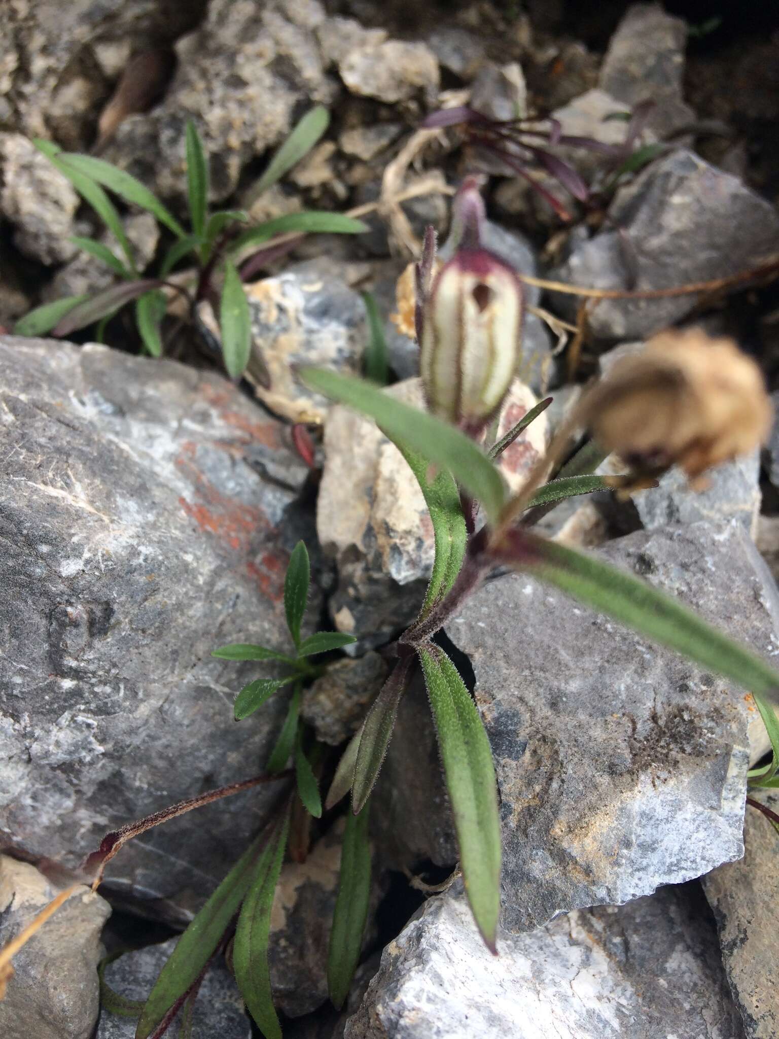 Image of apetalous catchfly