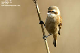 Image of Chinese Penduline Tit