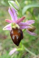 Image of Ophrys morisii (Martelli) G. Keller & Soó