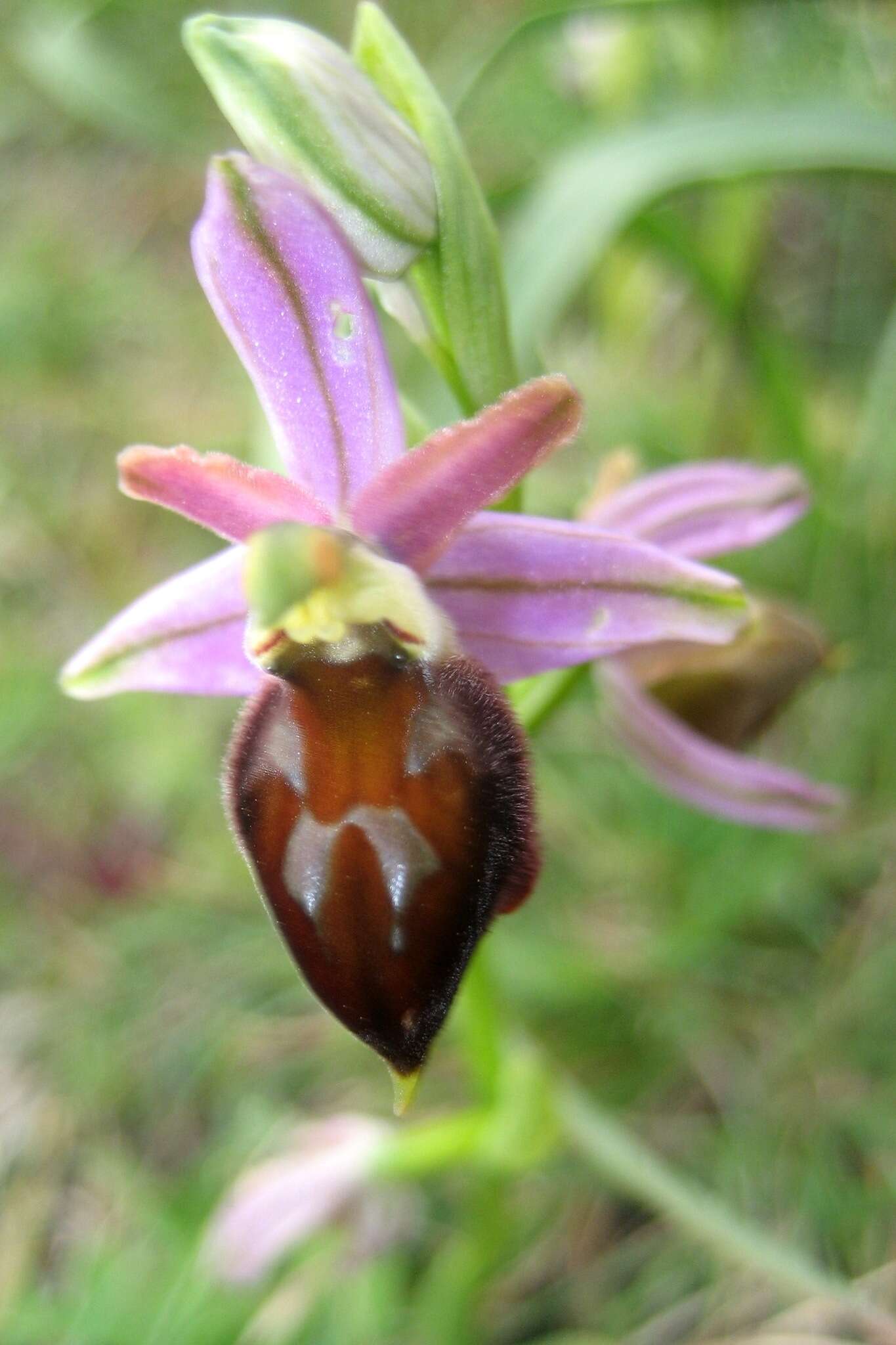 Image of Ophrys morisii (Martelli) G. Keller & Soó