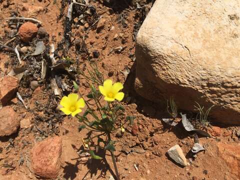 Imagem de Oxalis haedulipes Salter