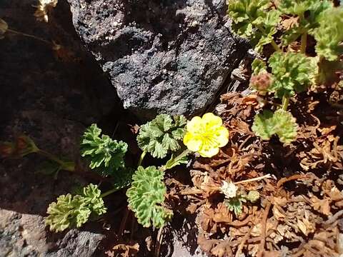 Image of sparseleaf cinquefoil