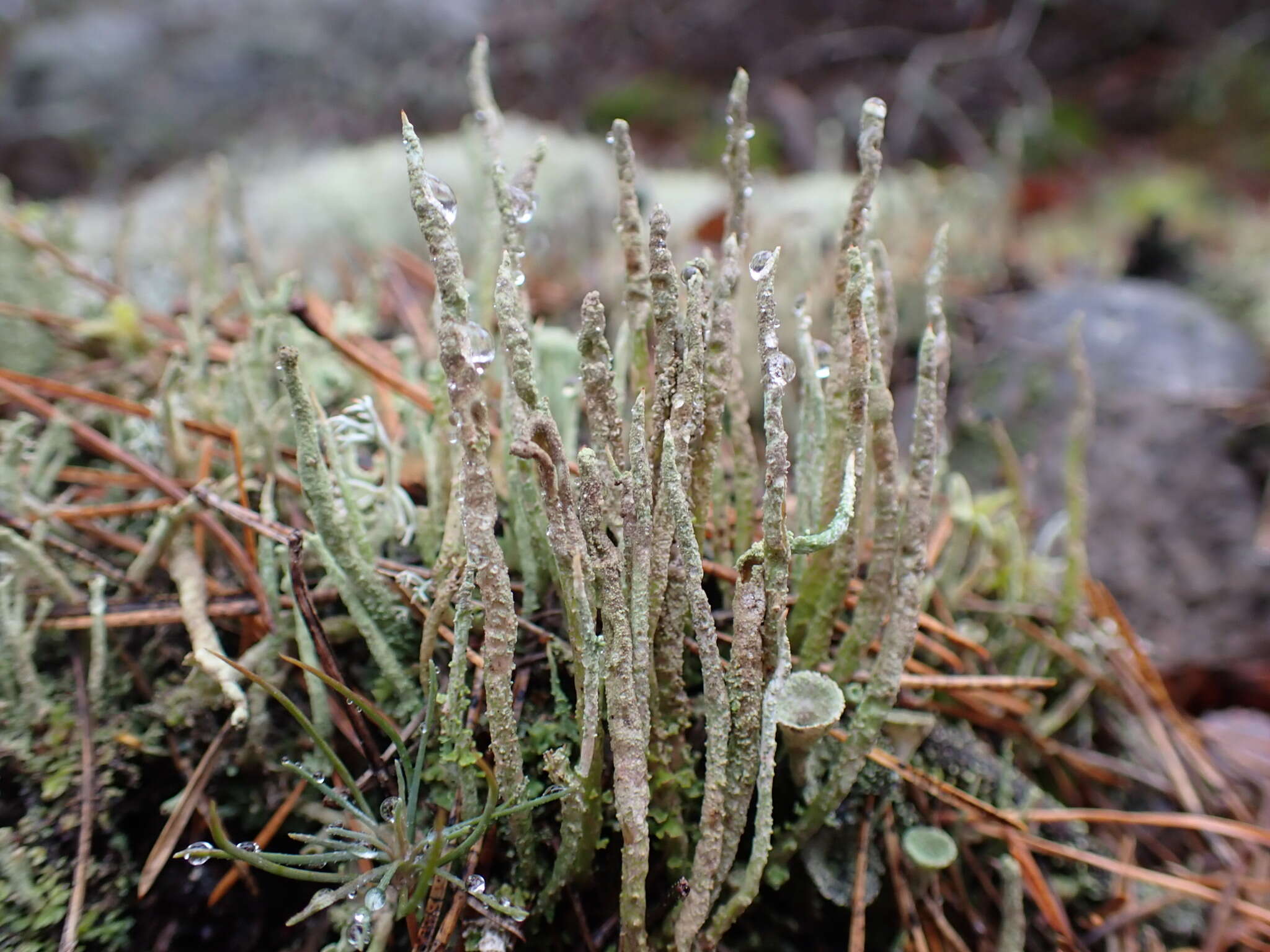 Image of cup lichen