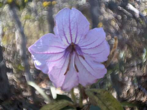 Image of Ruellia neesiana (Mart. ex Ness) Lindau