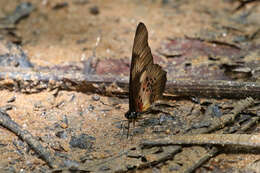 Graphium latreillianus (Godart (1819))的圖片