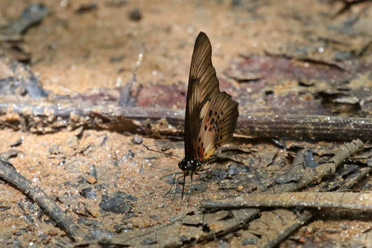 Image of Graphium latreillianus (Godart (1819))