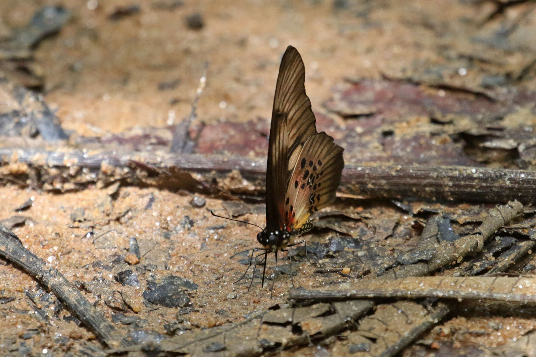 Слика од Graphium latreillianus (Godart (1819))