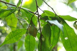 Image of Camellia caudata Wall.