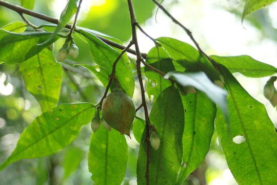 Image of Camellia caudata Wall.