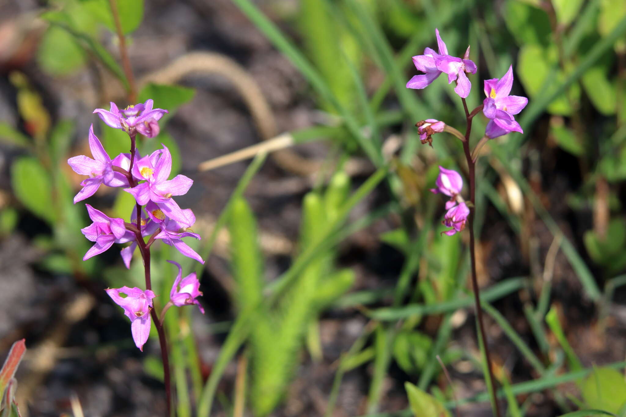 Image of Many-flowered grass-pink orchid