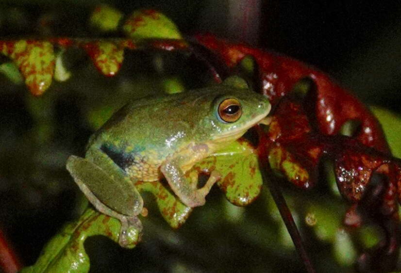 Imagem de Pseudophilautus ocularis (Manamendra-Arachchi & Pethiyagoda 2005)