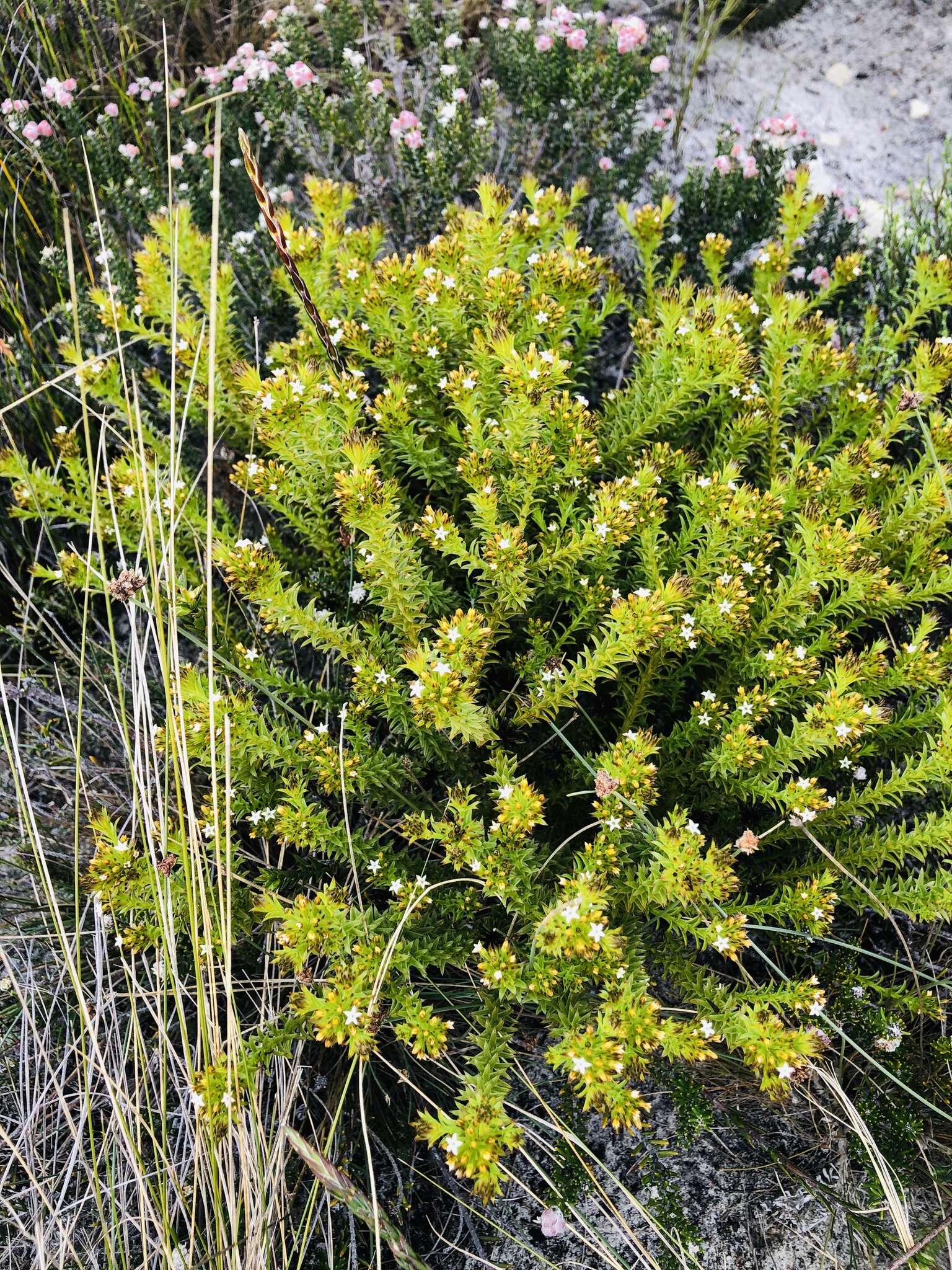 صورة Thesium viridifolium Levyns