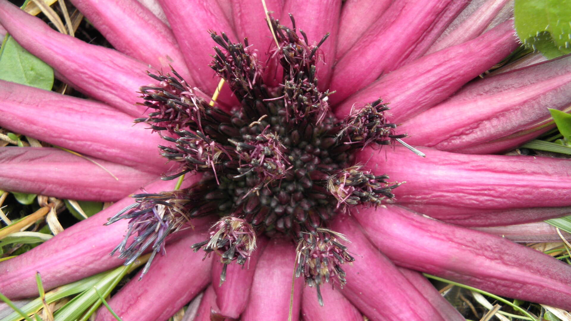 Image of Saussurea stella Maxim.