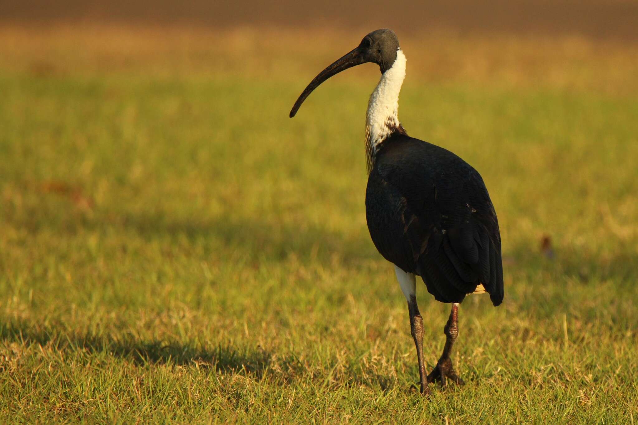 Sivun Threskiornis spinicollis (Jameson 1835) kuva