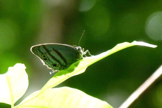Слика од Evenus satyroides