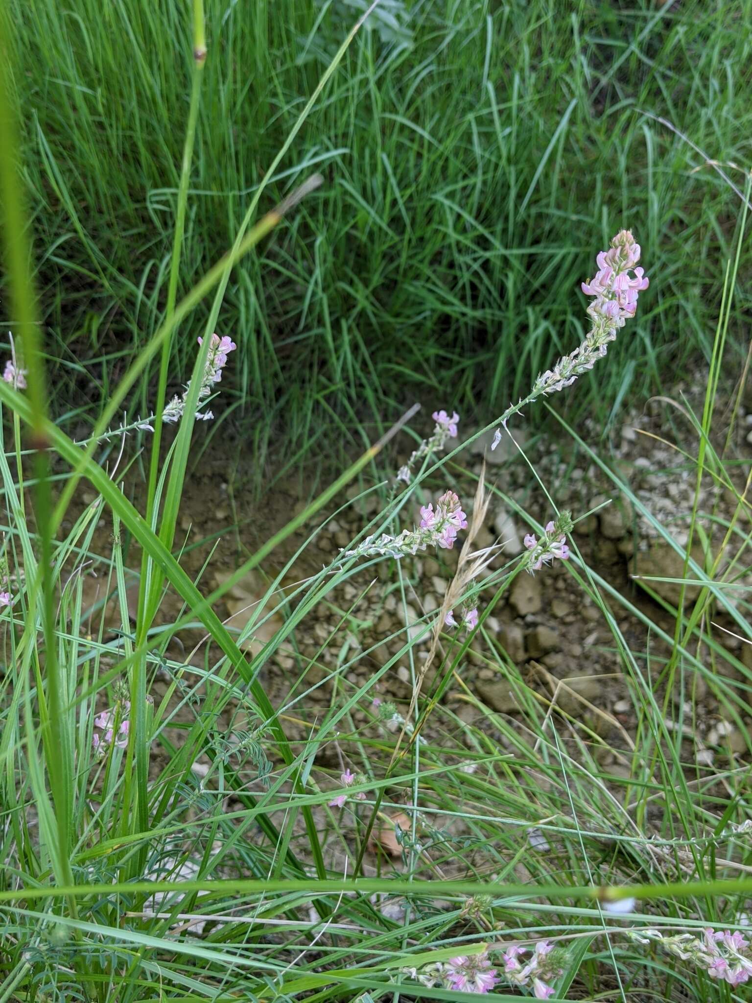 Sivun Onobrychis supina (Vill.) DC. kuva