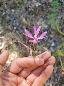 Plancia ëd Clarkia biloba subsp. australis F. H. Lewis & M. E. Lewis