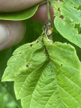 Image of Boxelder Gall Midge