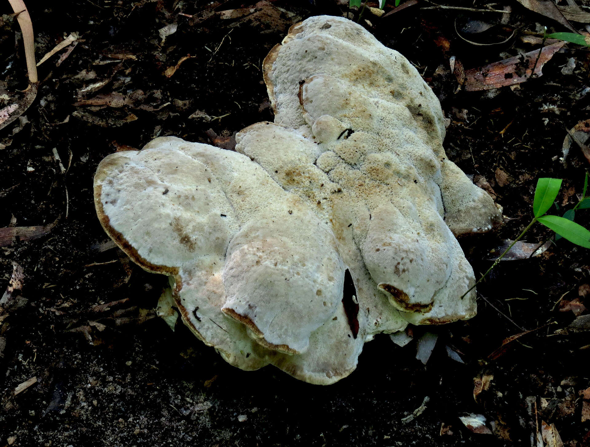 Image of Postia stellifera T. Hatt. & Sotome 2011