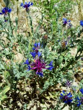 Image of Iranian knapweed