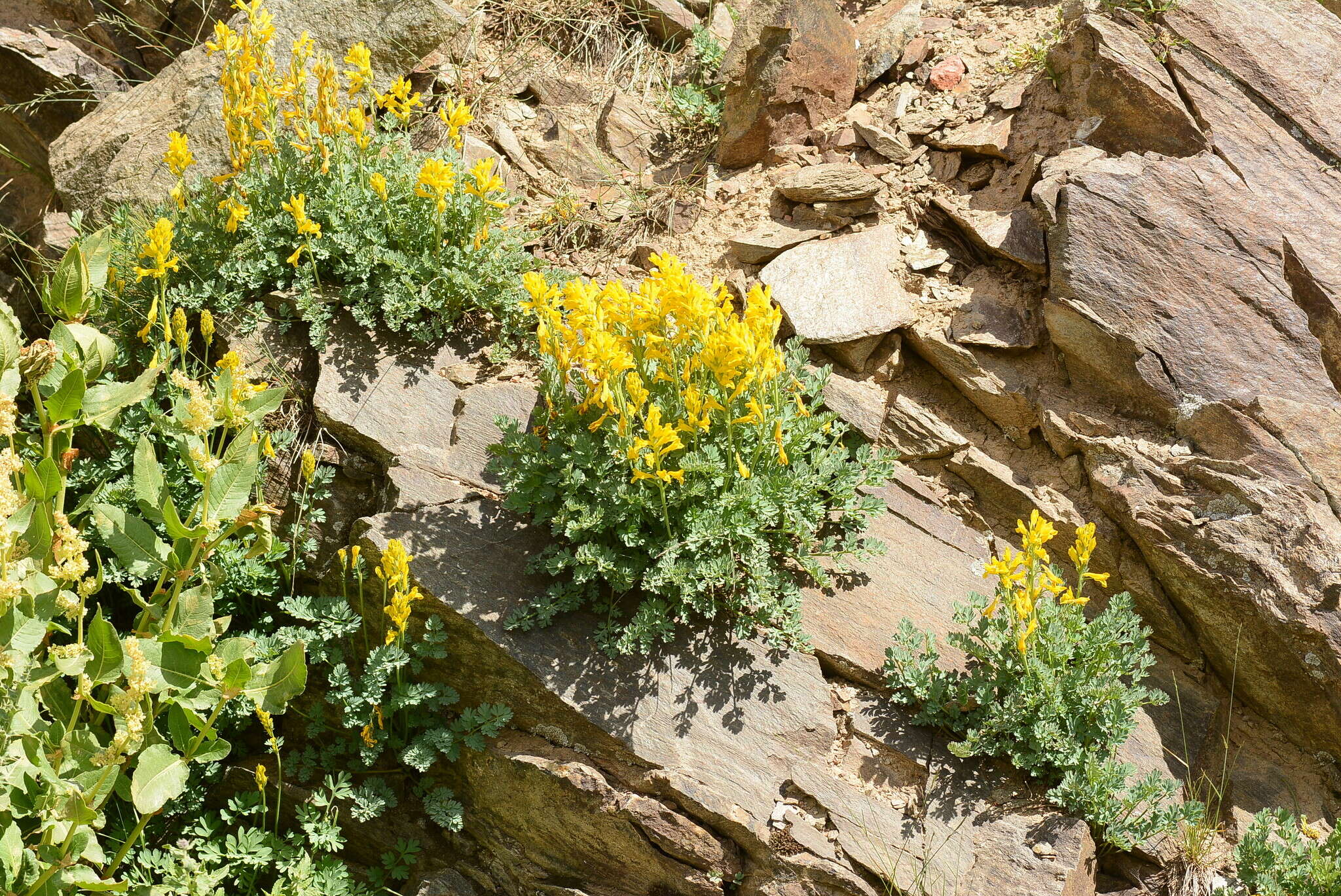 Image de Corydalis gortschakovii Schrenk