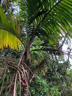 Image of Sierran palm