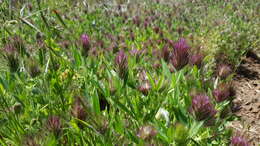 Imagem de Trifolium dasyurum C. Presl