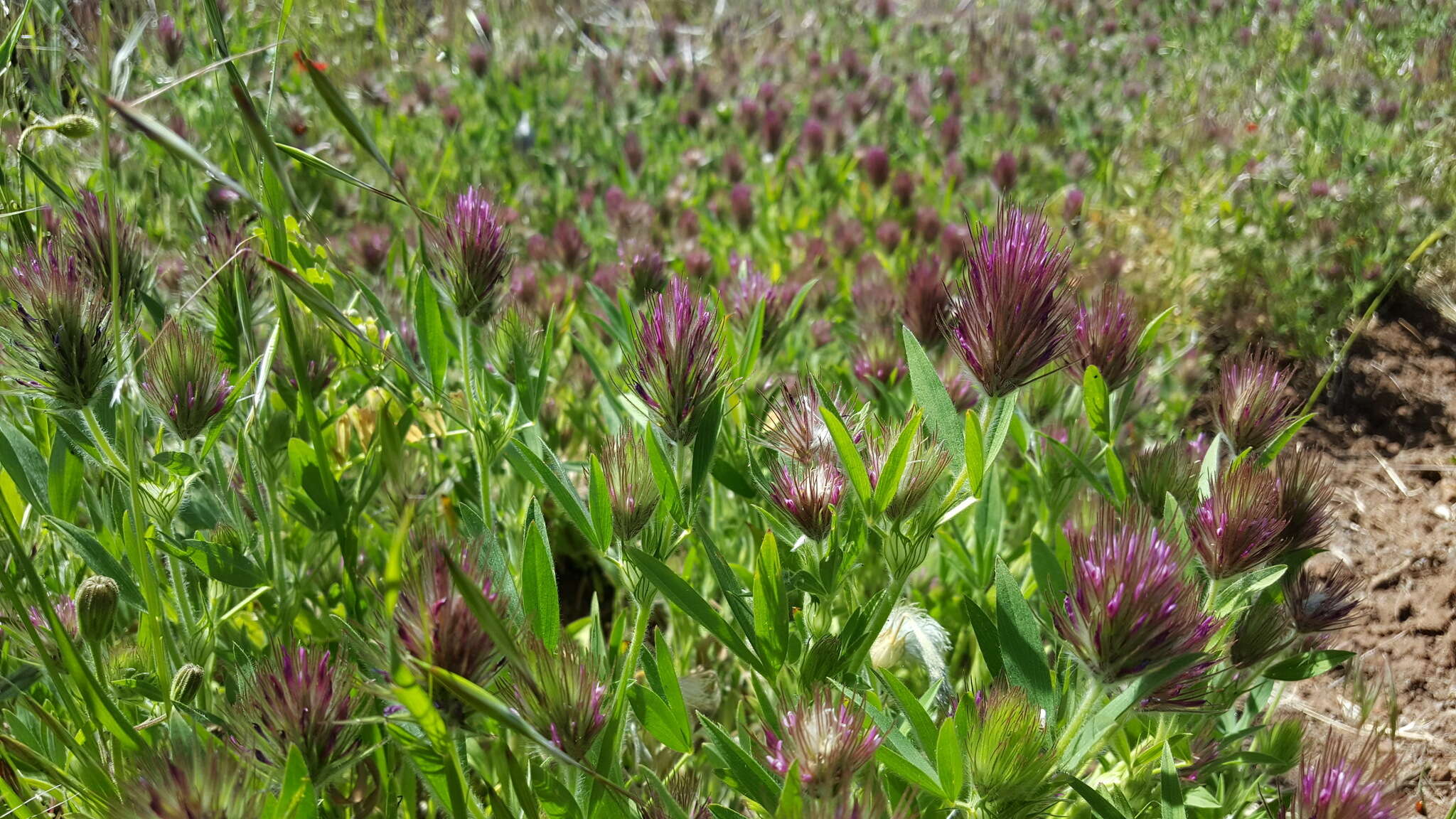 Слика од Trifolium dasyurum C. Presl