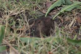 Image of pocket gopher