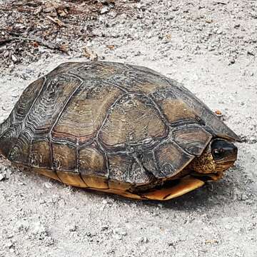 Image of Furrowed Wood Turtle