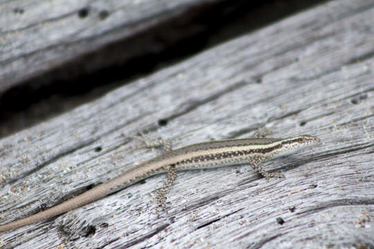 Image of Cryptoblepharus cursor Barbour 1911