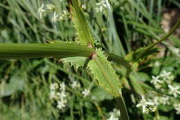 Imagem de Alepidea cordifolia