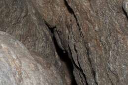 Image of Leaf-toed Gecko