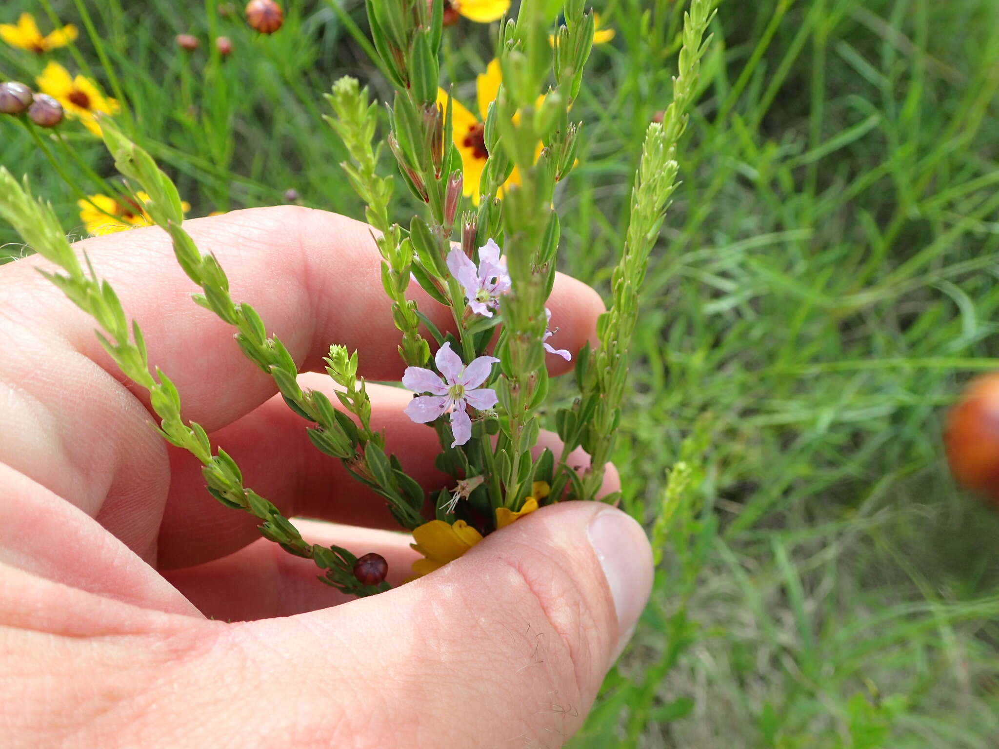 Imagem de Lythrum alatum Pursh