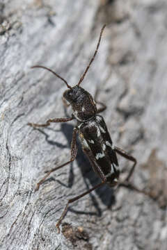 Image of Neoclytus muricatulus (Kirby 1837)