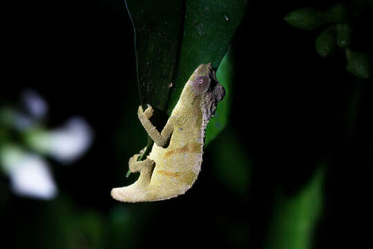 Image of Malawi Stumptail Chameleon