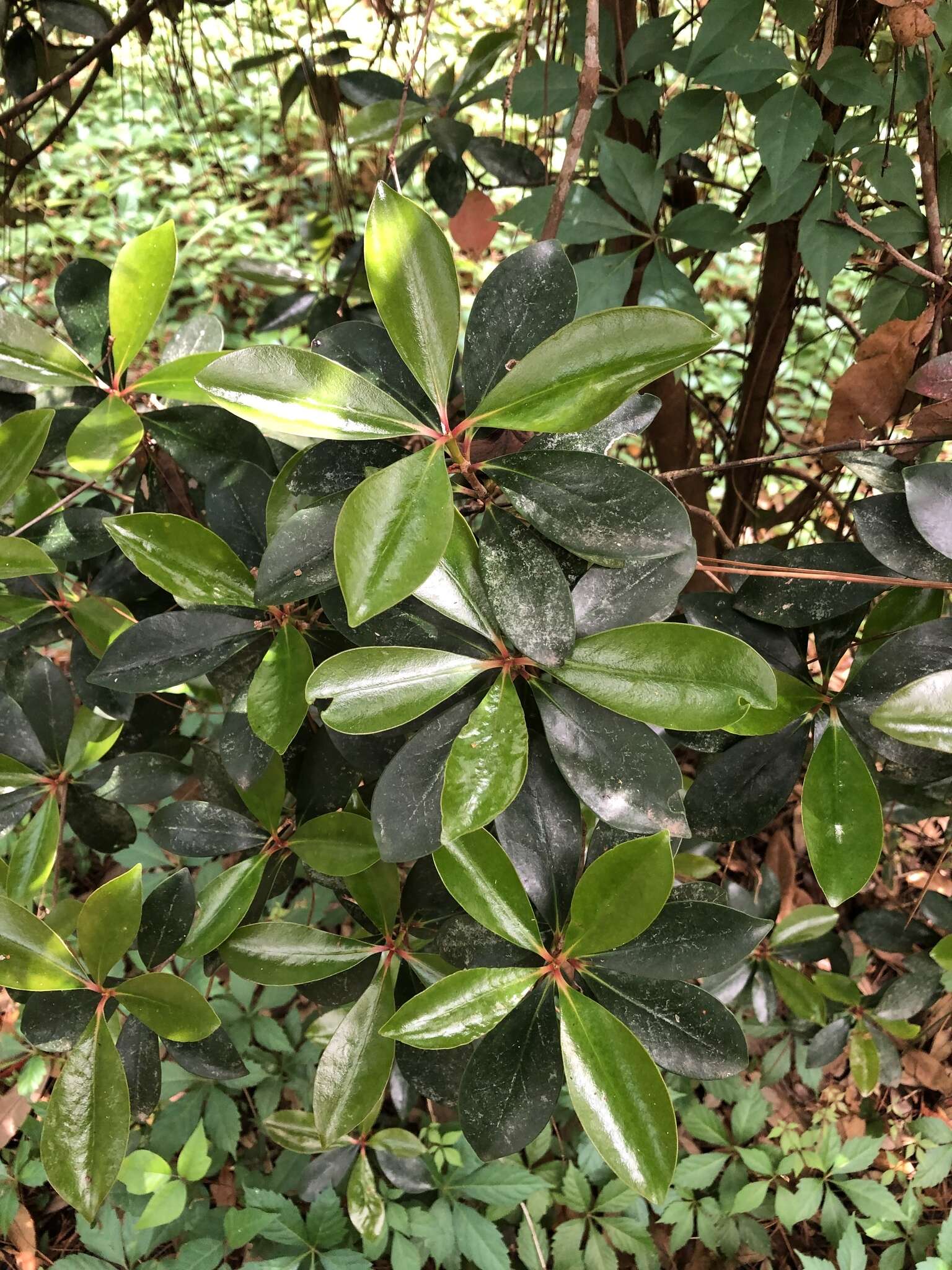 Image of Ternstroemia gymnanthera (Wight & Arn.) Sprague