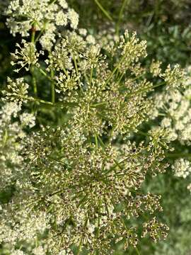 Image of fernleaf licorice-root