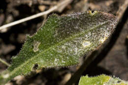 Image of Flagstaff rockcress