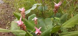 Image of Curcuma rhabdota Sirirugsa & M. F. Newman