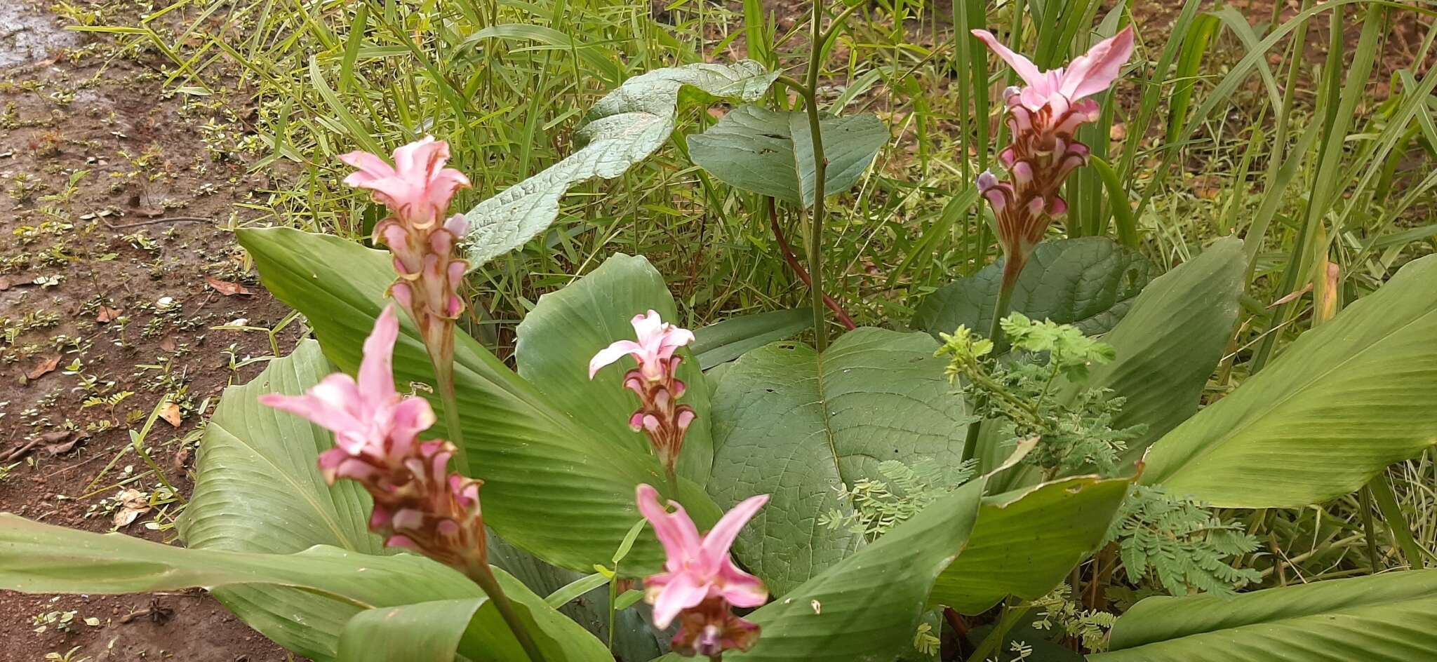 Image of Curcuma rhabdota Sirirugsa & M. F. Newman