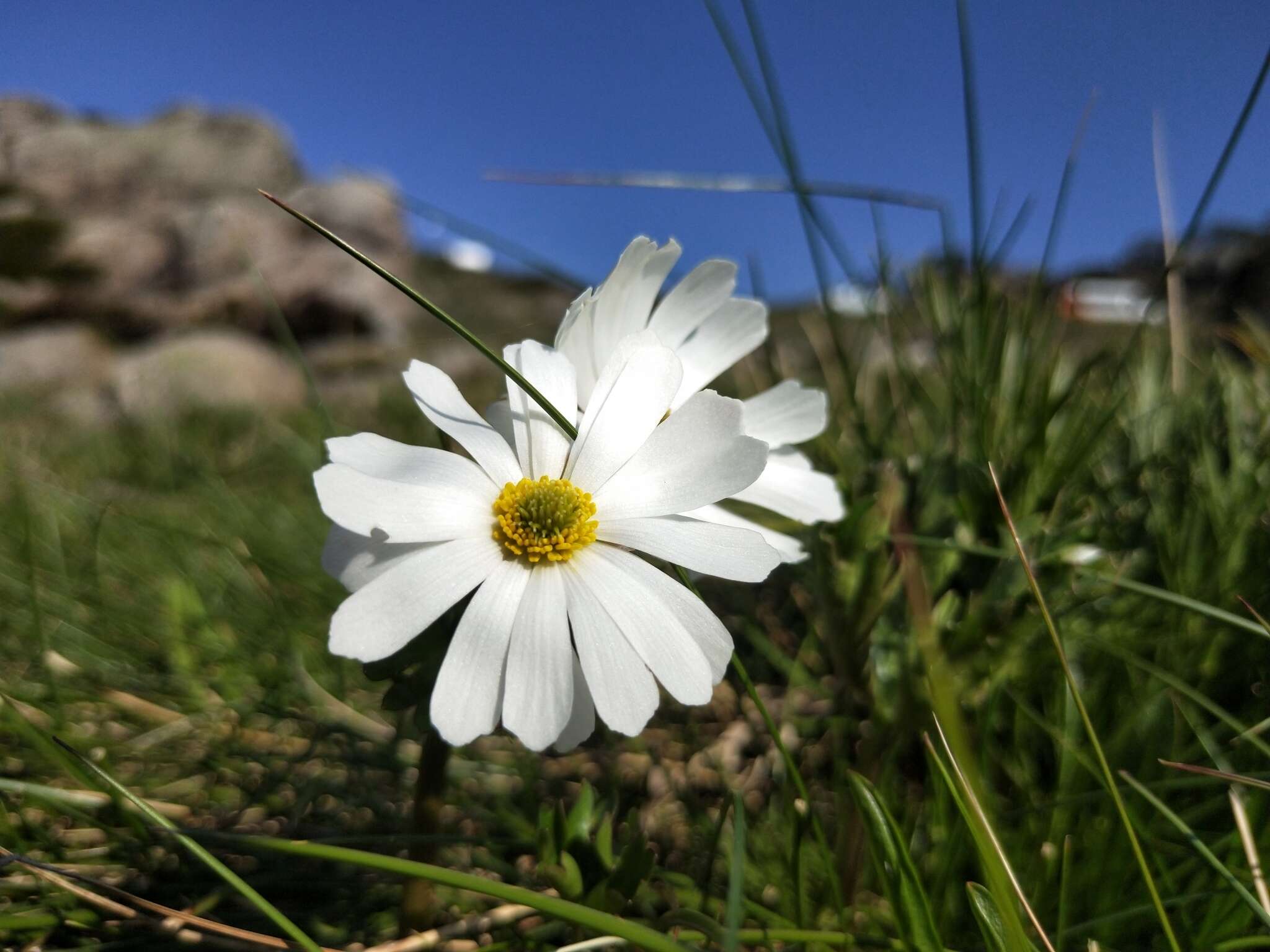 Imagem de Ranunculus anemoneus F. Müll.